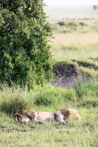 Masai Mara, Kenya - Safari - Game drive - Lion spotting