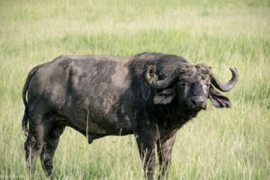 Masai Mara, Kenya - Safari - Game drive - Buffalo spotting