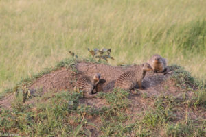 Masai Mara, Kenya - Safari - Game drive - Mongoose spotting