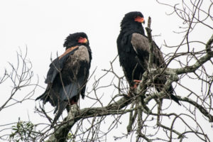 Masai Mara, Kenya - Safari - Game drive - Bateleur bird