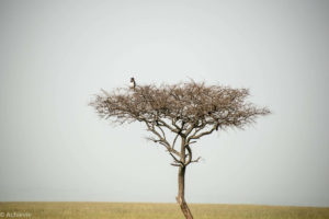 Kenya_MasaiMara_Day2-0003