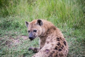 Masai Mara, Kenya - Safari - Game drive - Hyena spotting