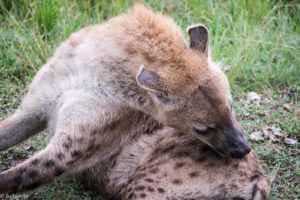 Masai Mara, Kenya - Safari - Game drive - Hyena spotting