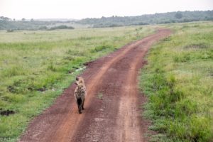 Masai Mara, Kenya - Safari - Game drive - Hyena spotting