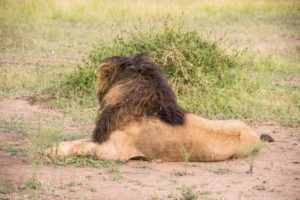 Masai Mara, Kenya - Safari - Game drive - Lion spotting