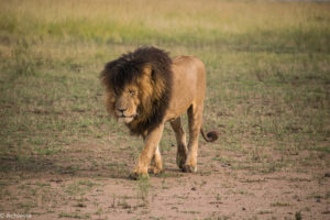 Masai Mara, Kenya - Safari - Game drive - Lion spotting