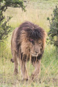 Masai Mara, Kenya - Safari - Game drive - Lion spotting