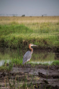 Masai Mara, Kenya - Safari - Game drive - Giant heron spotting