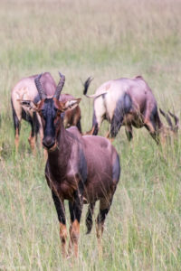Masai Mara, Kenya - Safari - Game drive - Topi spotting