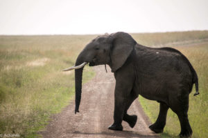 Masai Mara, Kenya - Safari - Game drive - Elephant spotting