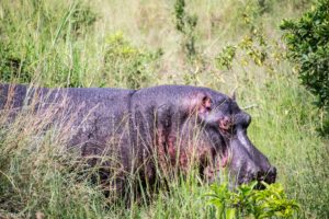 Masai Mara, Kenya - Safari - Game drive - Hippo spotting