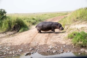 Masai Mara, Kenya - Safari - Game drive - Hippo spotting