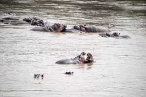 Masai Mara, Kenya - Safari - Game drive - Hippo spotting