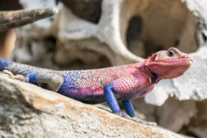 Kenya_MasaiMara_Day2-0018