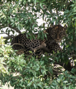 Masai Mara, Kenya - Safari - Game drive - Leopard spotting