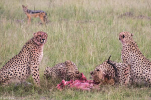 Masai Mara, Kenya - Safari - Game drive - Cheetah eating impala spotting