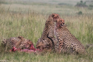 Masai Mara, Kenya - Safari - Game drive - Cheetah eating impala spotting