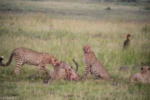 Masai Mara, Kenya - Safari - Game drive - Cheetah eating impala with Southern ground hornbill spotting