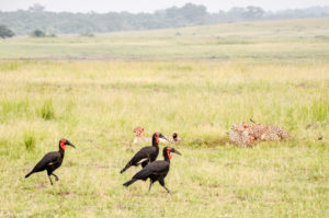 Masai Mara, Kenya - Safari - Game drive - Cheetah eating impala with Southern ground hornbill spotting