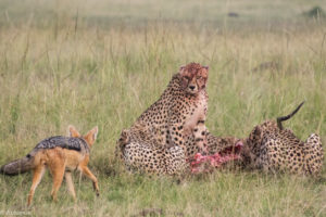 Masai Mara, Kenya - Safari - Game drive - Cheetah eating impala with jackal spotting