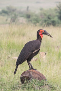 Masai Mara, Kenya - Safari - Game drive - Southern ground hornbill