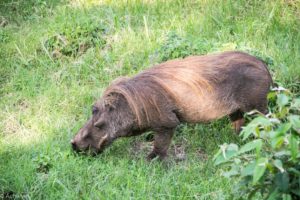 Kenya_MasaiMara_Lodge-0009