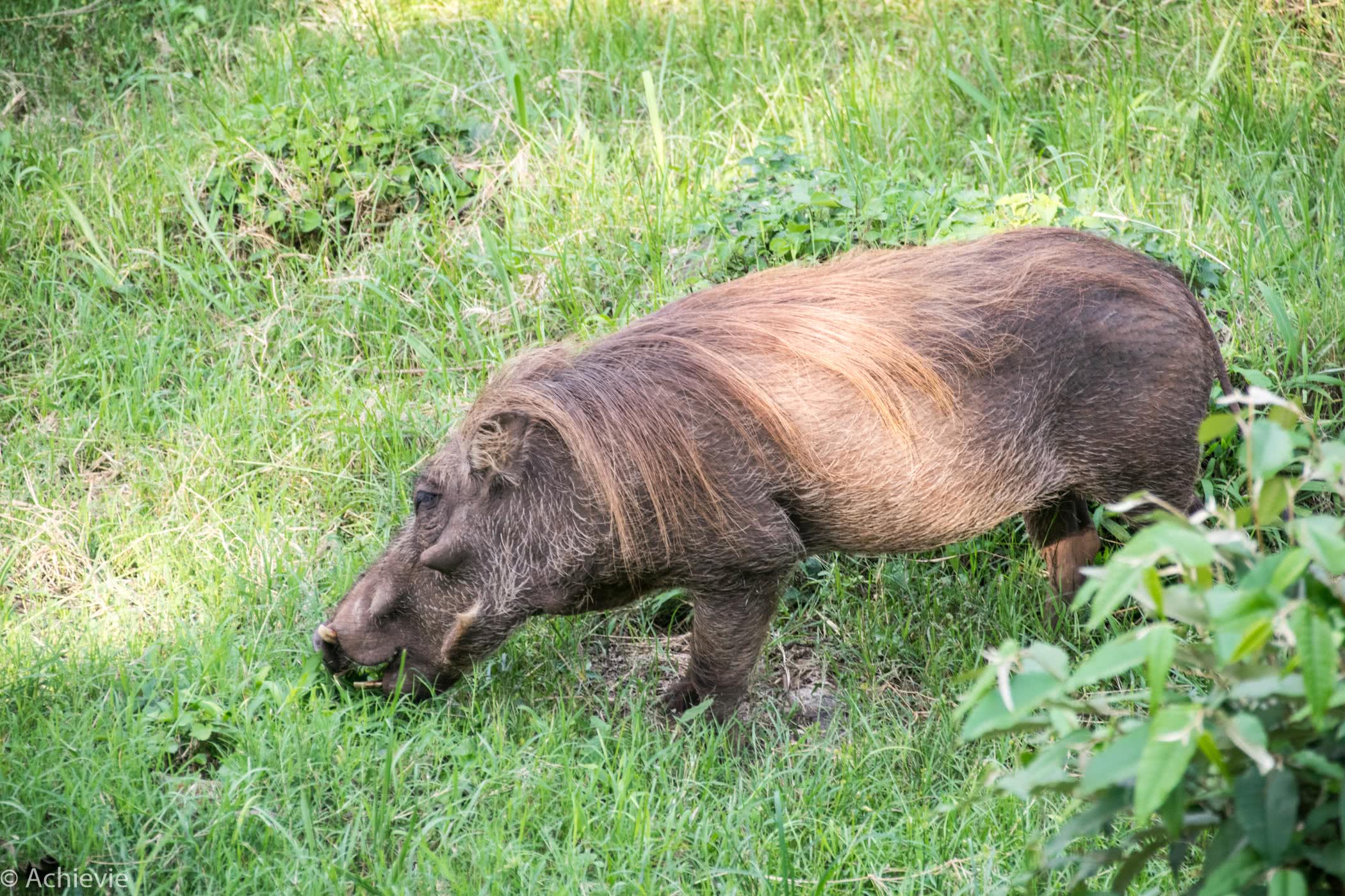 Kenya_MasaiMara_Lodge-0009