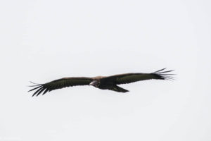 Masai Mara, Kenya - Safari - Game drive - Picnic lunch in the savannah - Vulture spotting