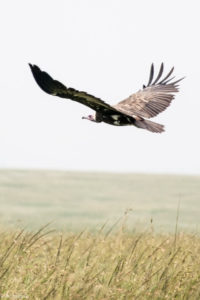 Masai Mara, Kenya - Safari - Game drive - Picnic lunch in the savannah - Vulture spotting