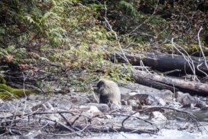 British Colombia, Canada - Mount Robson Provincial Park - Kinney Lake Trail