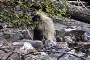 British Colombia, Canada - Mount Robson Provincial Park - Kinney Lake Trail