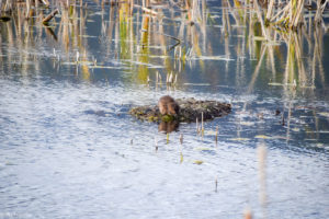 Valemount, Canada - George Hicks Regional Park - Beavers - Muskrat