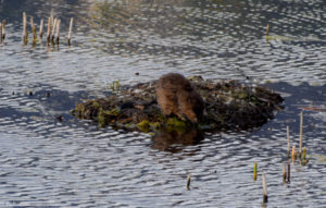 Valemount, Canada - George Hicks Regional Park - Beavers - Muskrat