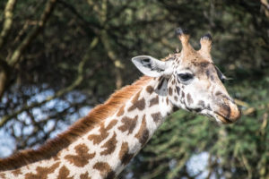 Lake Naivasha, Kenya - Giraffe spotting during game walk on this island