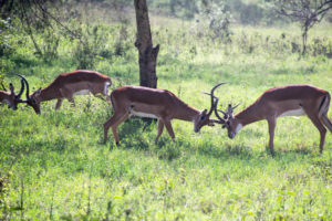 Lake Nakuru, Kenya - spotting male impala playing during game drive