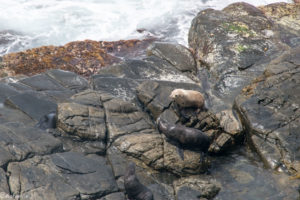 Kangaroo Island, Australia - Flinders Chase National Park - Admirals Arch Walk