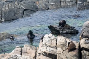 Kangaroo Island, Australia - Flinders Chase National Park - Admirals Arch Walk