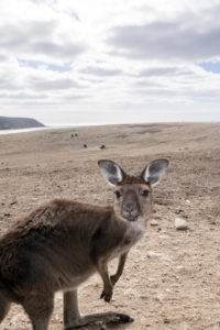 Kangaroo Island, Australia - Stokes Bay - Waves & Wildlife cottages