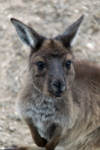 Kangaroo Island, Australia - Stokes Bay - Waves & Wildlife cottages