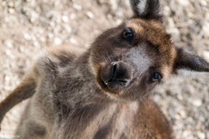 Kangaroo Island, Australia - Stokes Bay - Waves & Wildlife cottages