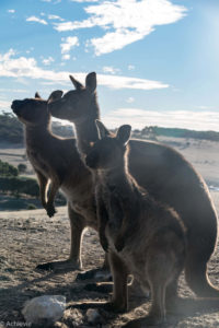 Kangaroo Island, Australia - Stokes Bay - Waves & Wildlife cottages