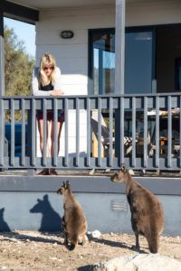 Kangaroo Island, Australia - Stokes Bay - Waves & Wildlife cottages