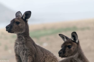 Kangaroo Island, Australia - Stokes Bay - Waves & Wildlife cottages