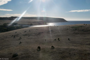 Kangaroo Island, Australia - Stokes Bay - Waves & Wildlife cottages