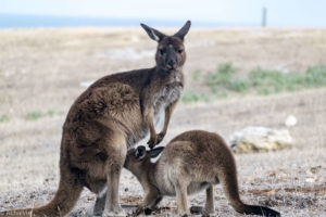 Kangaroo Island, Australia - Stokes Bay - Waves & Wildlife cottages