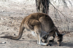 Kangaroo Island, Australia - Stokes Bay - Waves & Wildlife cottages