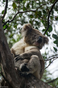 Kangaroo Island, Australia - Flinders Chase National Park - Heritage Walk