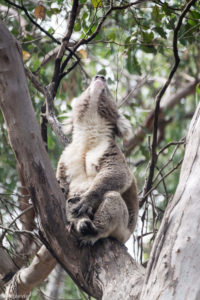 Kangaroo Island, Australia - Flinders Chase National Park - Heritage Walk