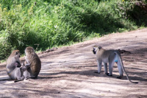 Vervet monkey (Blue balls monkey)