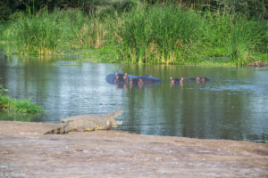 Tsavo West National Park, Kenya - Voyager Ziwani Tented Camp - Mount Kilimanjaro